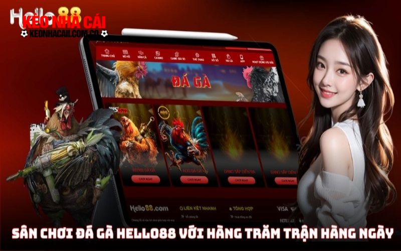 Đá gà trực tiếp với hàng ngàn trận chiến mỗi ngày
